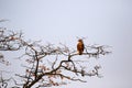 Eagle Eyed Tawny Eagle looking over the plains Royalty Free Stock Photo