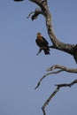 Eagle Eyed Tawny Eagle looking over the plains Royalty Free Stock Photo