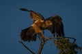 Tawny eagle flaps wings on leafy treetop Royalty Free Stock Photo