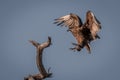 Tawny eagle flies towards dead tree branch Royalty Free Stock Photo