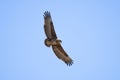 Tawny eagle flying against the sky Royalty Free Stock Photo