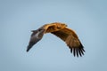 Tawny eagle flying under perfect blue sky Royalty Free Stock Photo