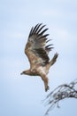 Tawny eagle lifts wings flying past tree Royalty Free Stock Photo