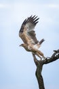 Tawny eagle lifts wings flying from tree Royalty Free Stock Photo
