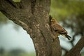 Tawny eagle perches on trunk of tree Royalty Free Stock Photo