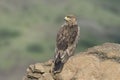 Tawny eagle on rock closeup, raptors, Saswad