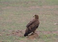 tawny eagle sitting alert with head turned in the wild amboseli national park, kenya