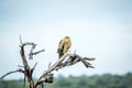 Tawny eagle sitting on a branch. Royalty Free Stock Photo