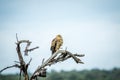 Tawny eagle sitting on a branch. Royalty Free Stock Photo