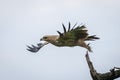 Tawny eagle spreads wings flying from branch Royalty Free Stock Photo