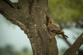 Tawny eagle on tree trunk watching camera Royalty Free Stock Photo
