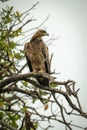 Tawny eagle on twisted branch looking right Royalty Free Stock Photo