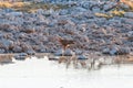 Tawny eagle and two turtle doves at the Okaukeujo waterhole