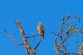 Tawny Eagle Watching in a Dead Tree Royalty Free Stock Photo