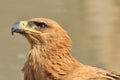 Tawny Eagle - Wild Bird Background from Africa - Animal Kingdom Angels Royalty Free Stock Photo