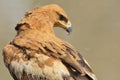 Tawny Eagle - Wild Bird Background from Africa - Focus of Feathers Royalty Free Stock Photo