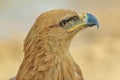 Tawny Eagle - Wild Bird Background from Africa - Looking for Angels Royalty Free Stock Photo