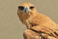 Tawny Eagle - Wild Bird Background from Africa - P Royalty Free Stock Photo