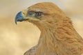 Tawny Eagle - Wild Bird Background from Africa Royalty Free Stock Photo