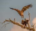 Tawny eagles isolated in golden hour light
