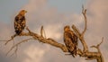 Tawny eagles isolated in golden hour light