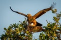Tawny eagles mate in sunshine in tree