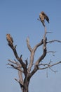 Tawny Eagles on Tree, One Preening