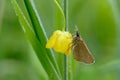 Tawny Edged Skipper on buttecup Royalty Free Stock Photo