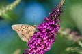 Tawny Emperor butterfly (Asterocampa clyton)