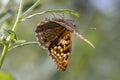 Tawny Emperor Butterfly - Asterocampa clyton on White Crownbeard Wildflower