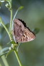 Tawny Emperor Butterfly - Asterocampa clyton on White Crownbeard Wildflower