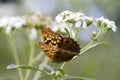 Tawny Emperor Butterfly - Asterocampa clyton on White Crownbeard Wildflower