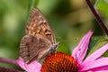 Tawny Emperor Butterfly Royalty Free Stock Photo