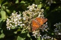 Tawny Emperor butterfly resting on green foliage