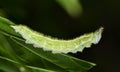 Tawny Emperor caterpillar at night.