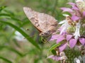 Tawny Emperor on Wildflowers