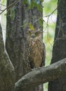 Tawny Fish owl sitting on a tree branch Royalty Free Stock Photo