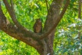 A Tawny Fish Owl sleeping