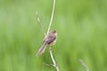 Tawny-flanked Prinia Royalty Free Stock Photo