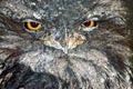 Tawny Frogmouth Royalty Free Stock Photo