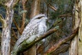 Tawny Frogmouth Royalty Free Stock Photo