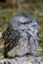 Tawny Frogmouth