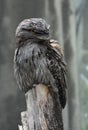 Tawny Frogmouth Bird Perched on a Tree Stump