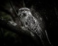 Tawny Frogmouth Camouflaged in Tree Fork Royalty Free Stock Photo