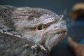 Tawny Frogmouth Royalty Free Stock Photo