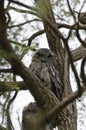 Tawny Frogmouth in Fork of Tree