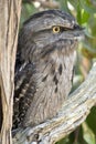 the tawny frogmouth has his eyes wide open alert for danger