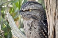 the tawny frogmouth has his eyes wide open alert for danger Royalty Free Stock Photo