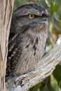 the tawny frogmouth has his eyes wide open alert for danger