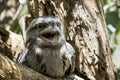 The tawny frogmouth has its mouth wide open and so are his yellow eyes Royalty Free Stock Photo